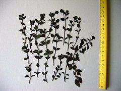 茶色の葉
